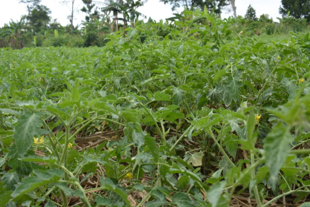 A well-managed and mulched tomato garden in Kayunga, Uganda. The farmer participated in the HortiMAP project and uses organic methods for water retention.