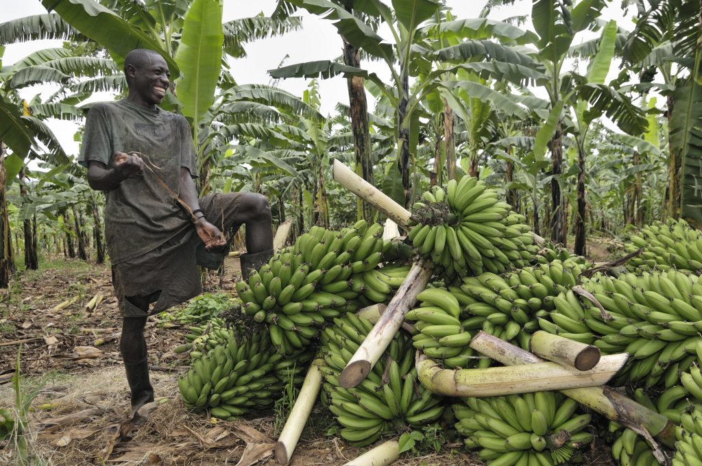 A farmer in Uganda harvests bananas. 