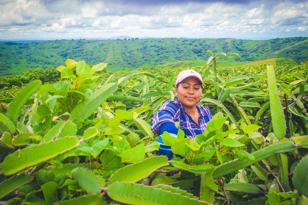 Nelda Gaitan grows dragon fruit in Temuá, Nicaragua. Part of a blog post on COP28. 