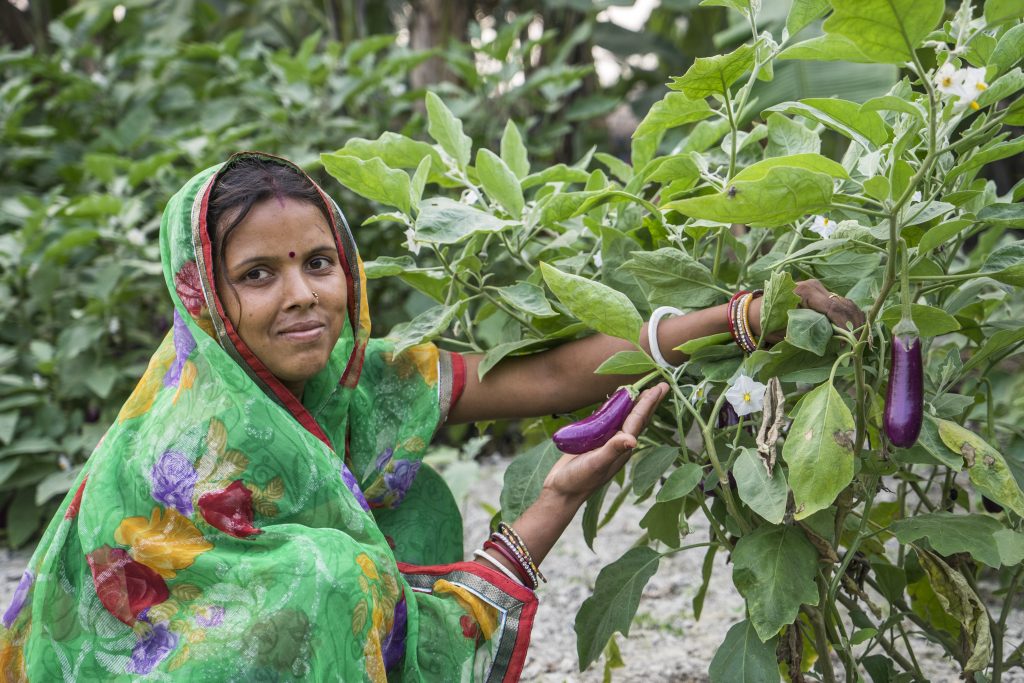 A woman in India harvests eggplant. 