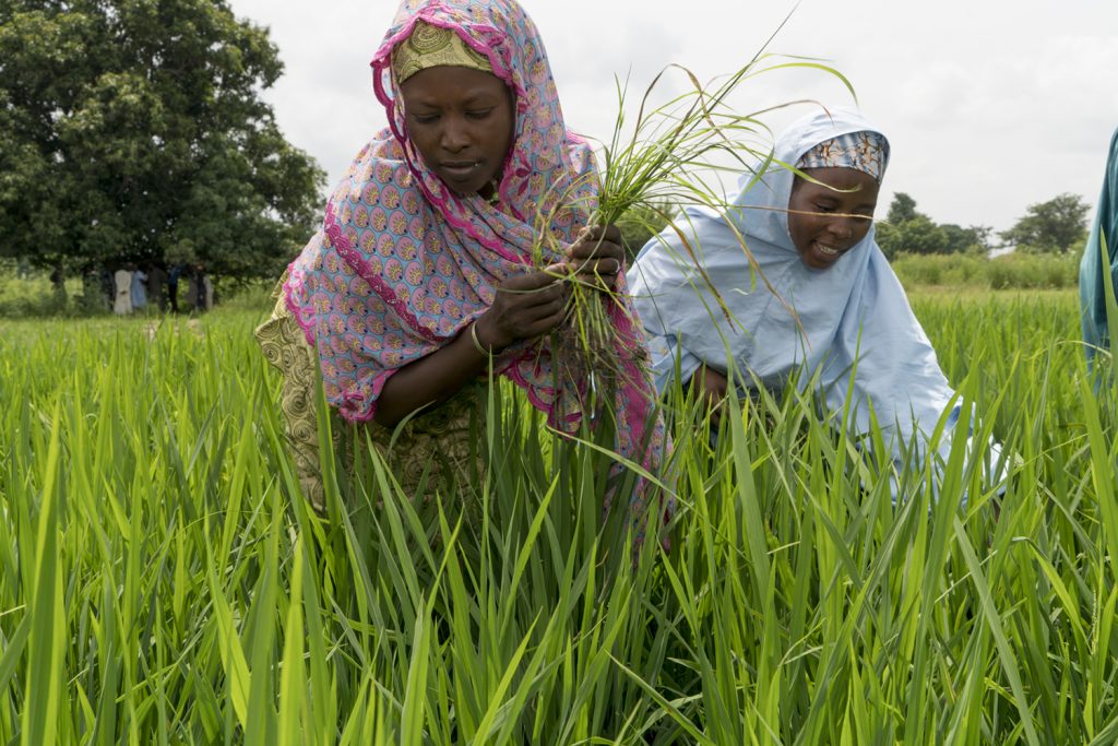 Farmers participating in TechnoServe’s Project Jollof in Kano State, Nigeria. 