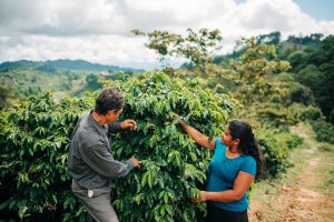 Two coffee farmers in Honduras inspect their coffee trees.