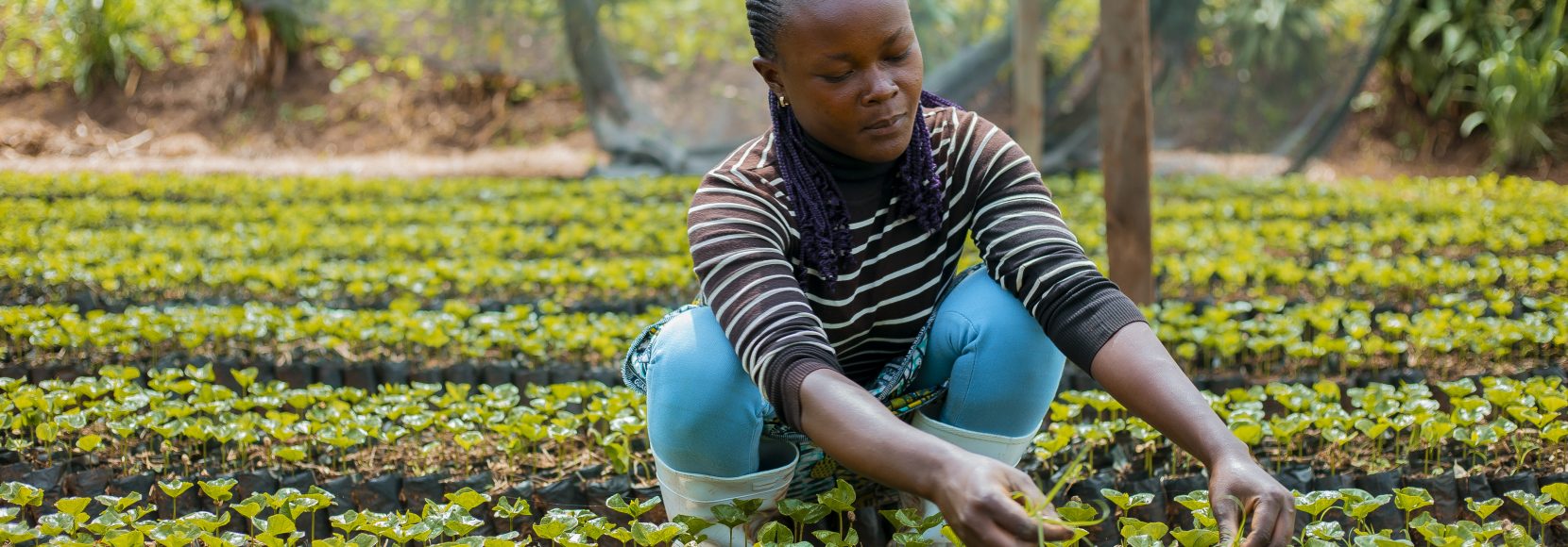 Linda Balezi weeding coffee seedlings at the Virunga Coffee nursery in Katana, Kabare Territory, DRC. Part of TechnoServe's 2023 year in review.