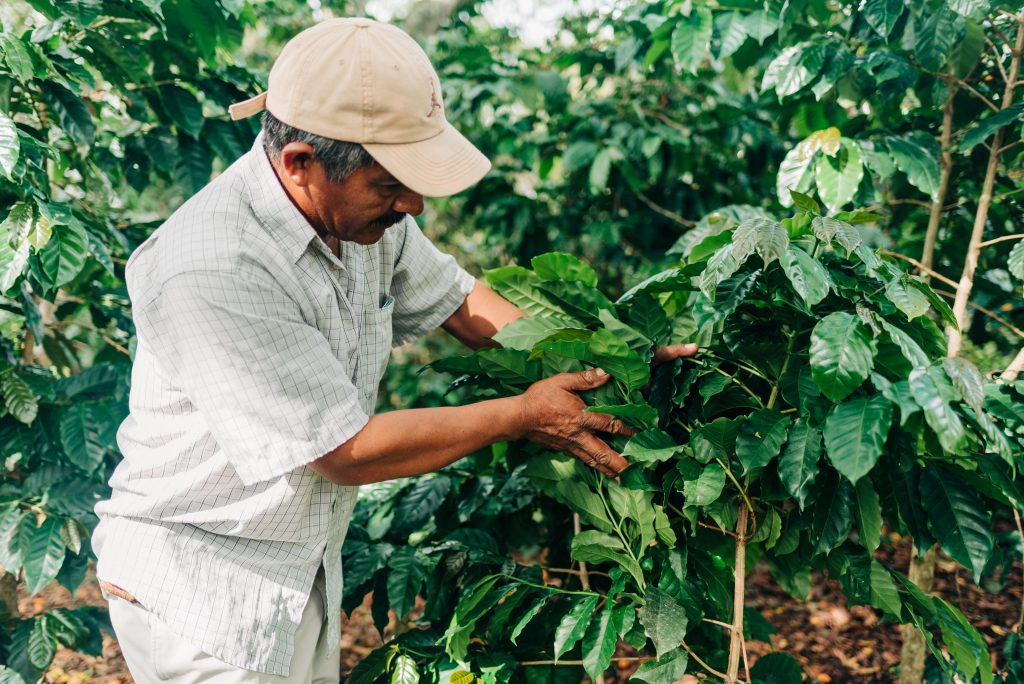 A coffee farmer in Honduras inspects his trees. Part of a blog post on COP28 outcomes. 