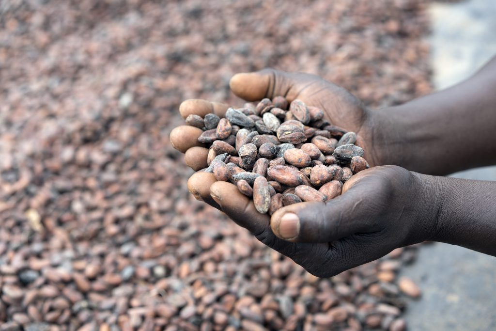 Cocoa grown in West Africa. Part of a blog post on climate change and agriculture. 