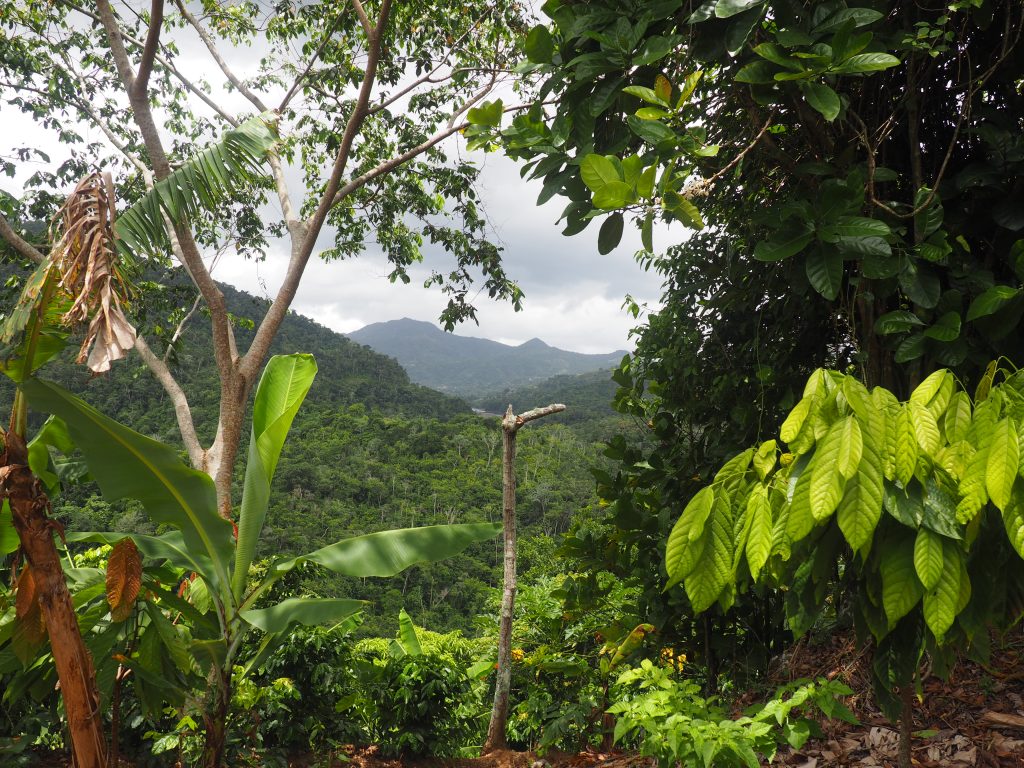 A coffee farm in Puerto Rico five years after Hurricane Maria. Photo: (TechnoServe / Ashley Thompson)