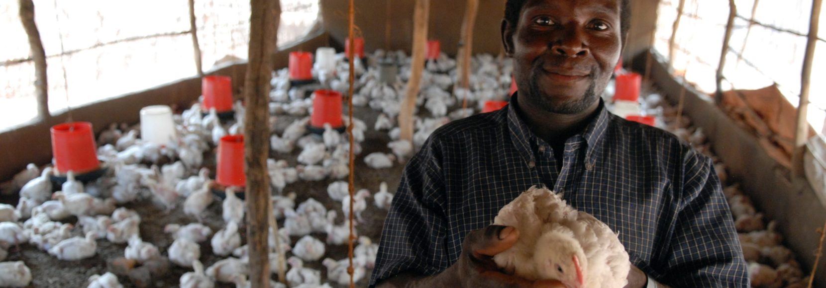 Chicken outgrower Domingos Alfordo Torres. Torres works closely with TechnoServe client Novos Horizontes Poultry in Nampula, Mozambique. Chicken is the main source of protein in the area. TechnoServe addresses global poverty.