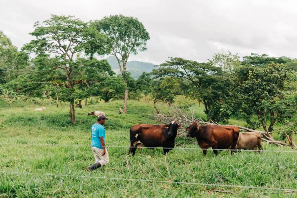 Cattle ranchers in Nicaragua learn techniques for increasing their climate resilience. (TechnoServe / Olivia Sakai).