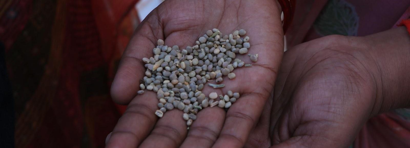 A TechnoServe SGI member holds guar beans, used to make guar gum. It is a crop that is providing incomes for farmers in arid regions of India. (TechnoServe/ Amitoj Kalsi)