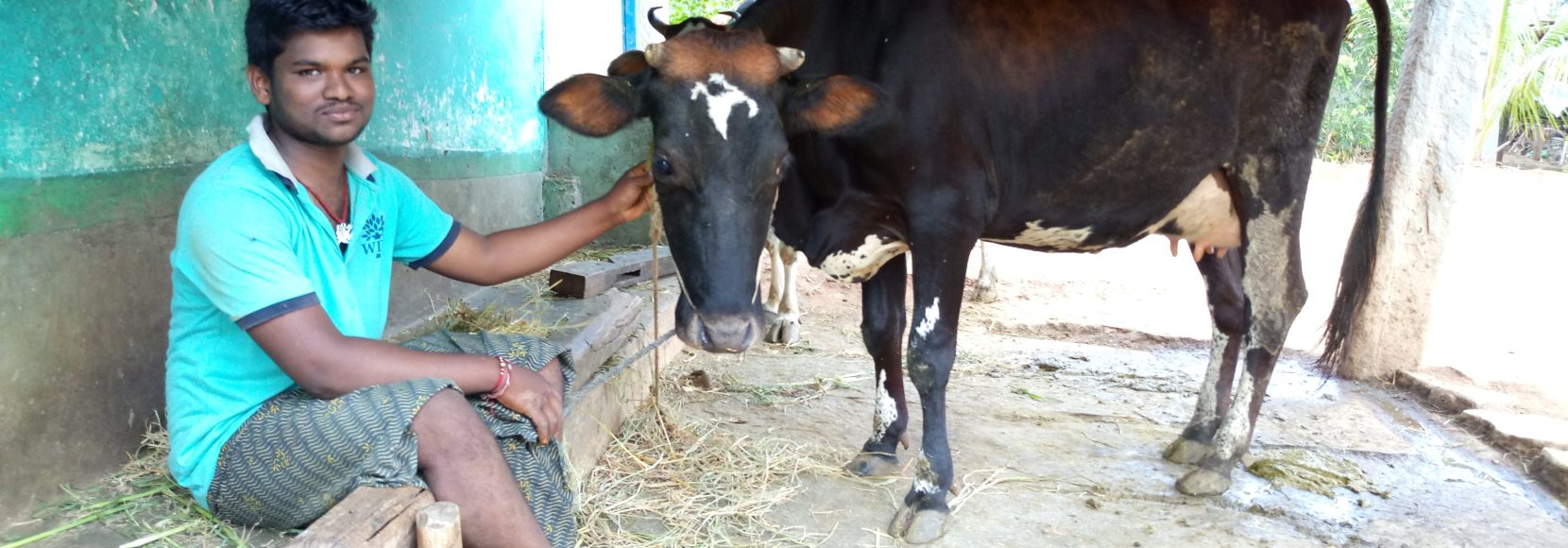 After graduating from the Cargill Agri Fellows program, Suresha purchased two high-yielding Jersey cows and planted fodder for them on his family farm. (TechnoServe)