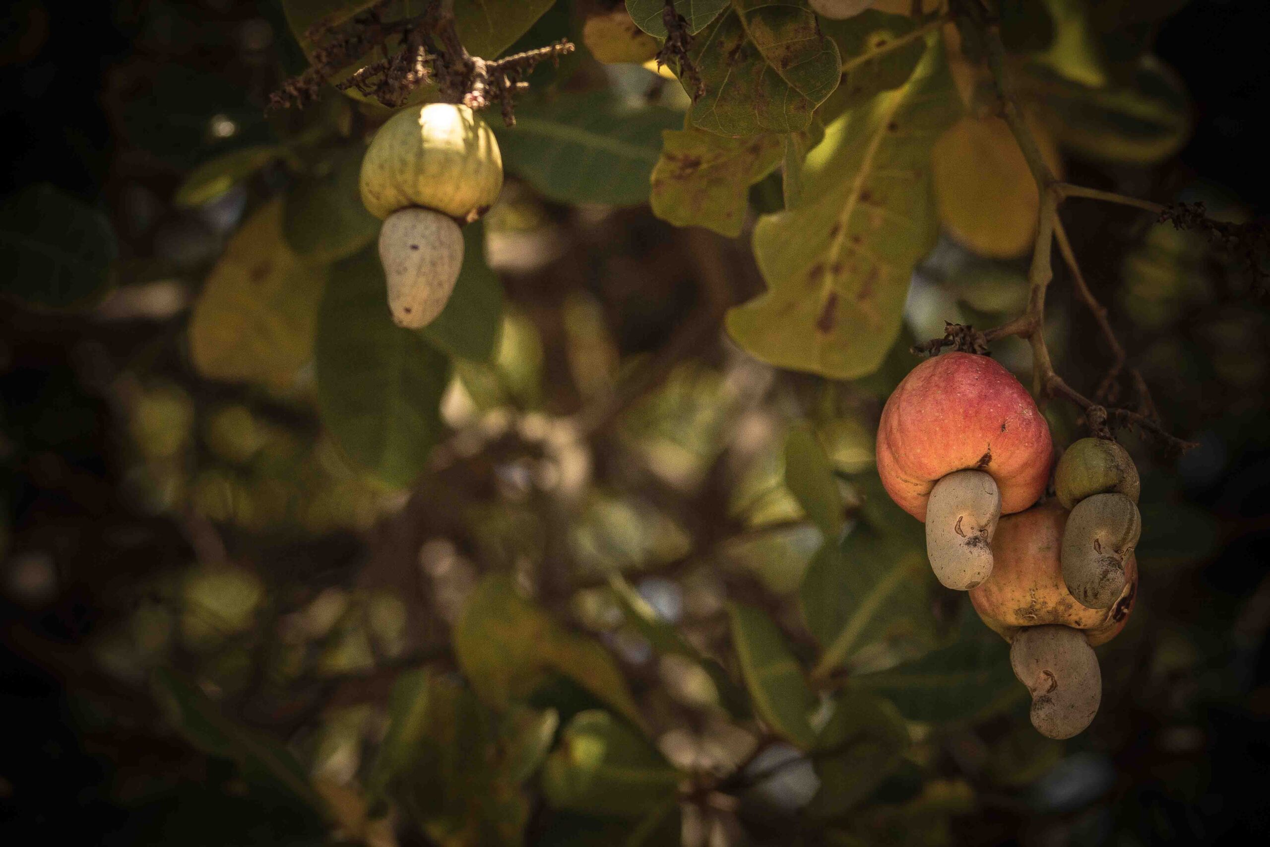 Cashews growing on a tree in Mozambique.