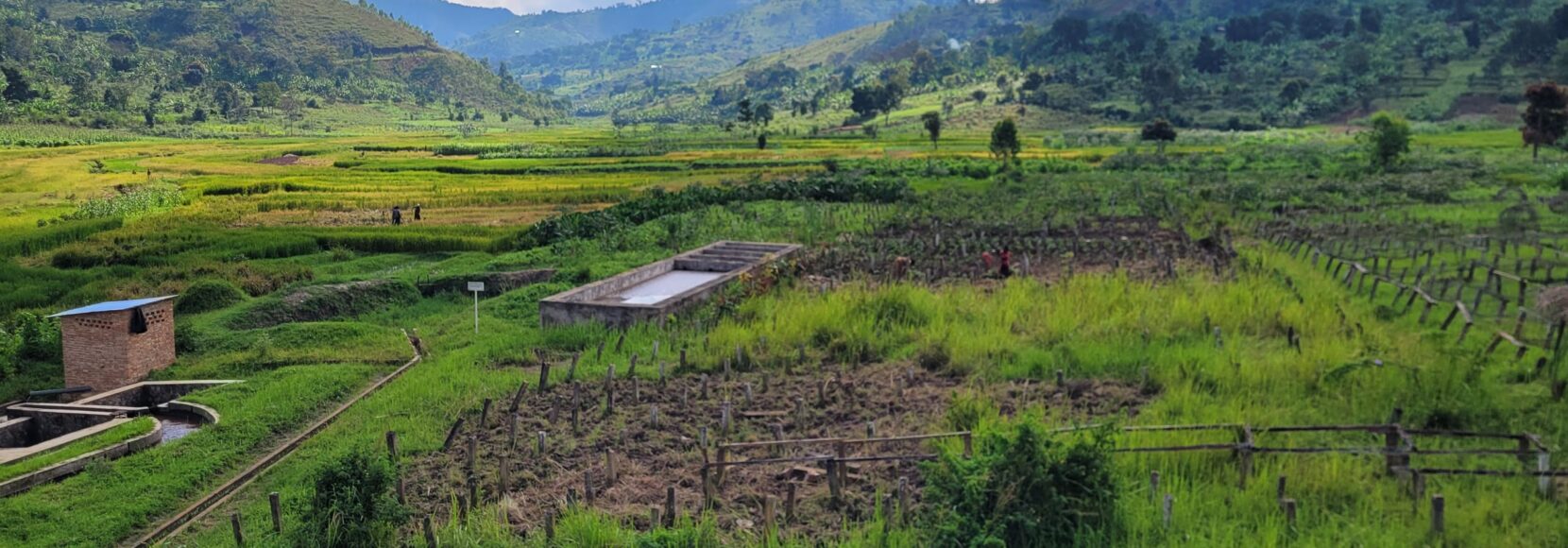 A coffee washing station in Gitega, Burundi