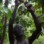 Man working to harvest coffee cherries