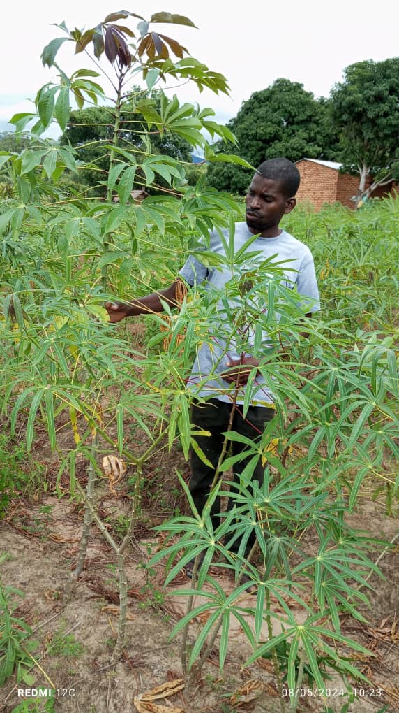 Maxwell Kaunda stands in his cassava field near Lake Malawi. 
