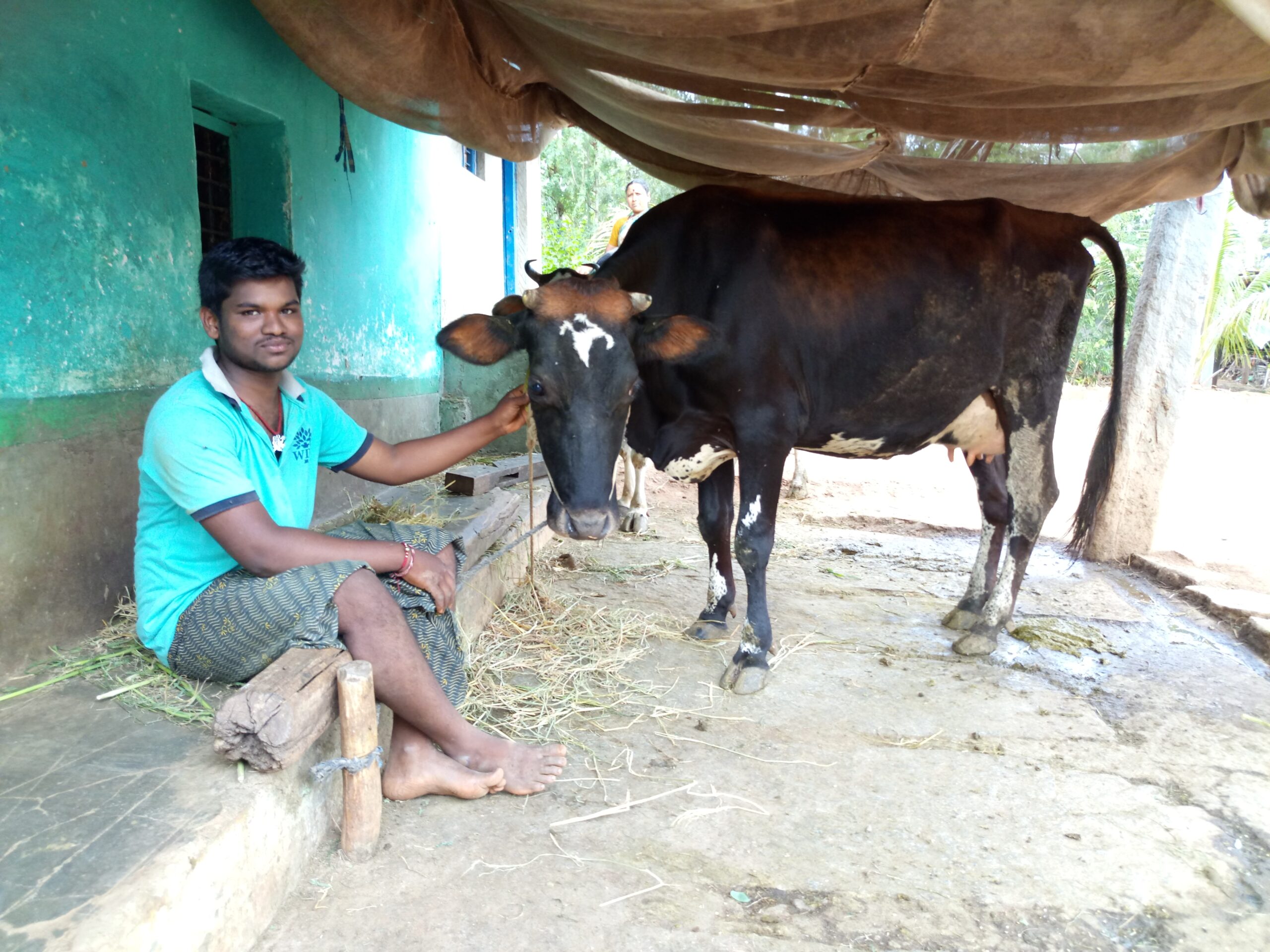 After graduating from the Cargill Agri Fellows program, Suresha purchased two high-yielding Jersey cows and planted fodder for them on his family farm. (TechnoServe)