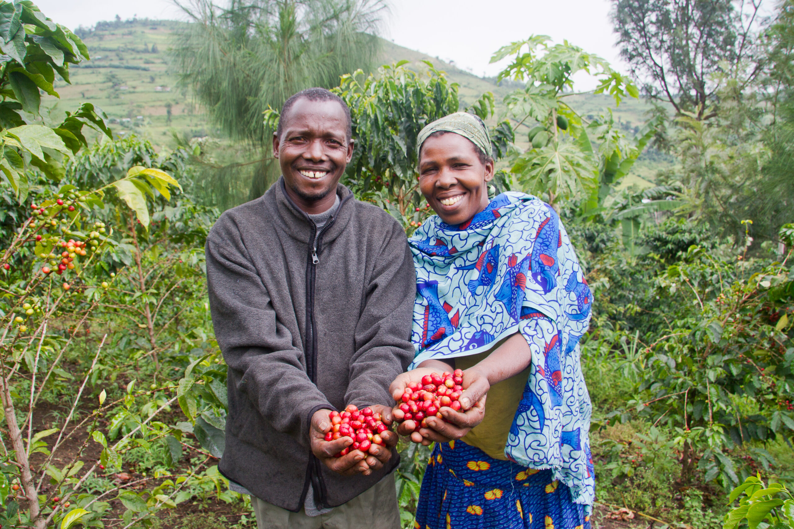 Two coffee farmers in Kenya stand in one of their fields holding ciffee cherries. Part of a blog post on the Kenyan president's state visit. 