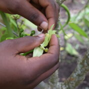 A close up of a vanilla plant in Uganda.