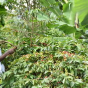 Marcel Ntalambagira (left) and Anaciata Barhakomera (right) harvesting coffee on their farm in South Kivu, Democratic Republic of the Congo. (TechnoServe / Innocent Amani Muka)