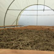 A close-up view of a greenhouse interior, showing wooden drying racks filled with drying herbs under a curved, translucent roof. The space is empty except for the drying racks.