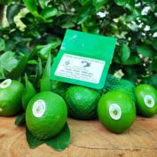 Limes produced by the Huixcolotla Select Fruits group in Veracruz, Mexico. (TechnoServe) Part of a blog post on sustainable agribusinesses.