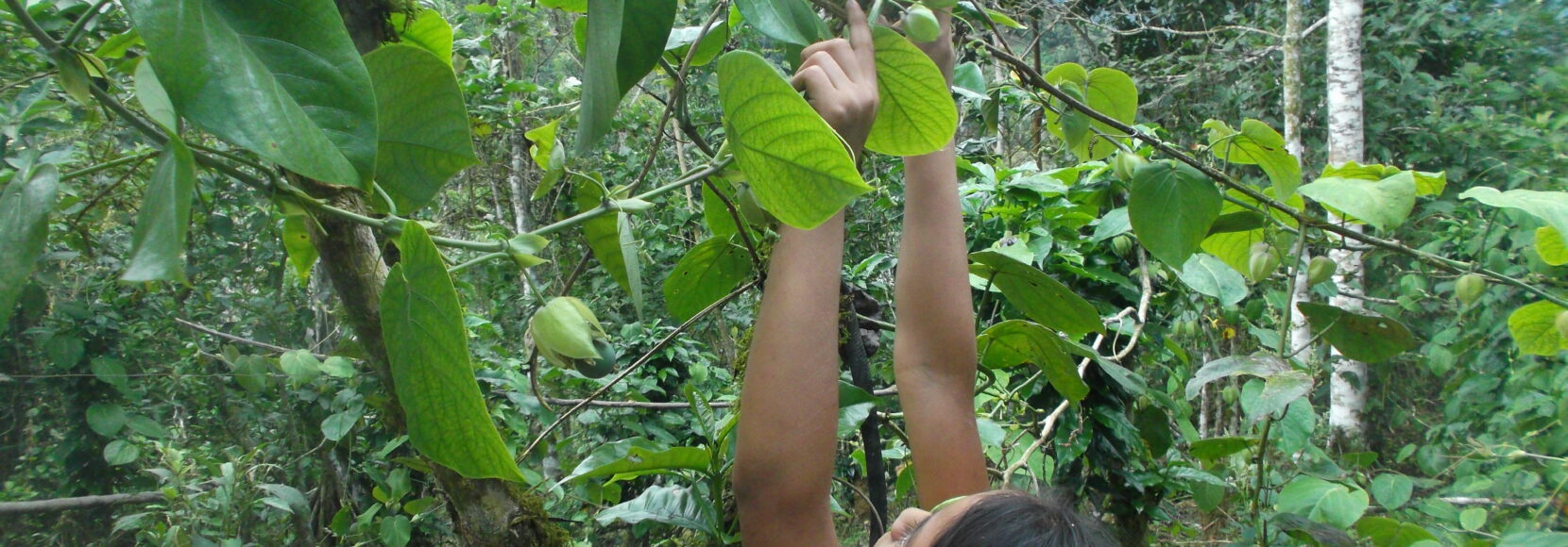 Woman harvesting crops from a tree in a forest, showcasing sustainable farming practices in rural communities.