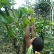 Woman harvesting crops from a tree in a forest, showcasing sustainable farming practices in rural communities.