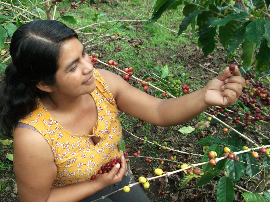 Woman picking ripe coffee cherries from a plant, symbolizing empowerment and sustainable farming in rural communities.