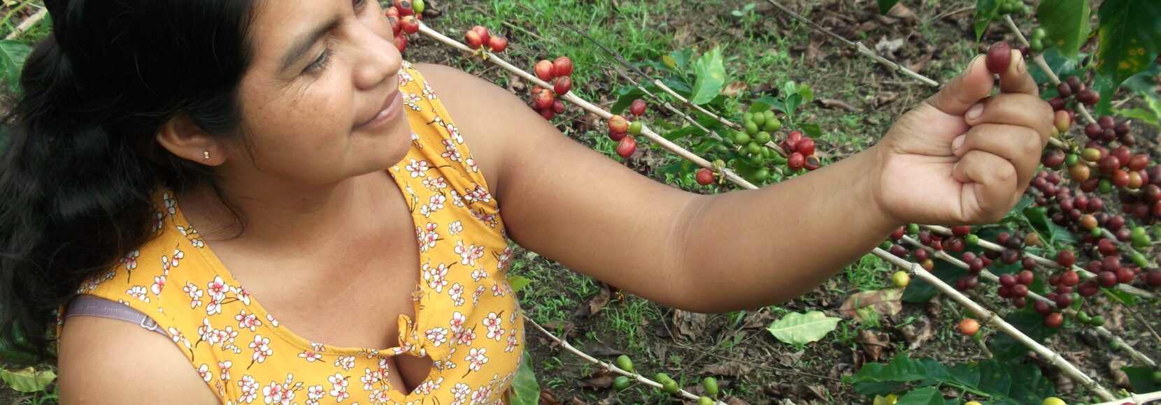 Woman picking ripe coffee cherries from a plant, symbolizing empowerment and sustainable farming in rural communities.