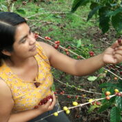 Woman picking ripe coffee cherries from a plant, symbolizing empowerment and sustainable farming in rural communities.