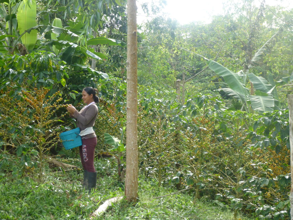 Woman harvesting coffee cherries in a field, highlighting the important role of women in coffee production.