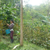 Woman harvesting coffee cherries in a field, highlighting the important role of women in coffee production.