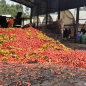 A large pile of discarded tomatoes and bananas in an open industrial area, with workers in orange uniforms sorting through the produce. The ground appears muddy, and the background includes storage buildings and barrels.