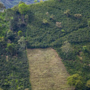 Aerial image of a coffee farm in Colombia (Adobe Stock)