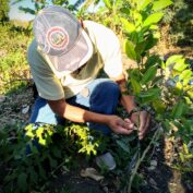 A farmer in Mexico tends to his tomato plants. Part of a blog post on regenerative agriculture in Mexico.