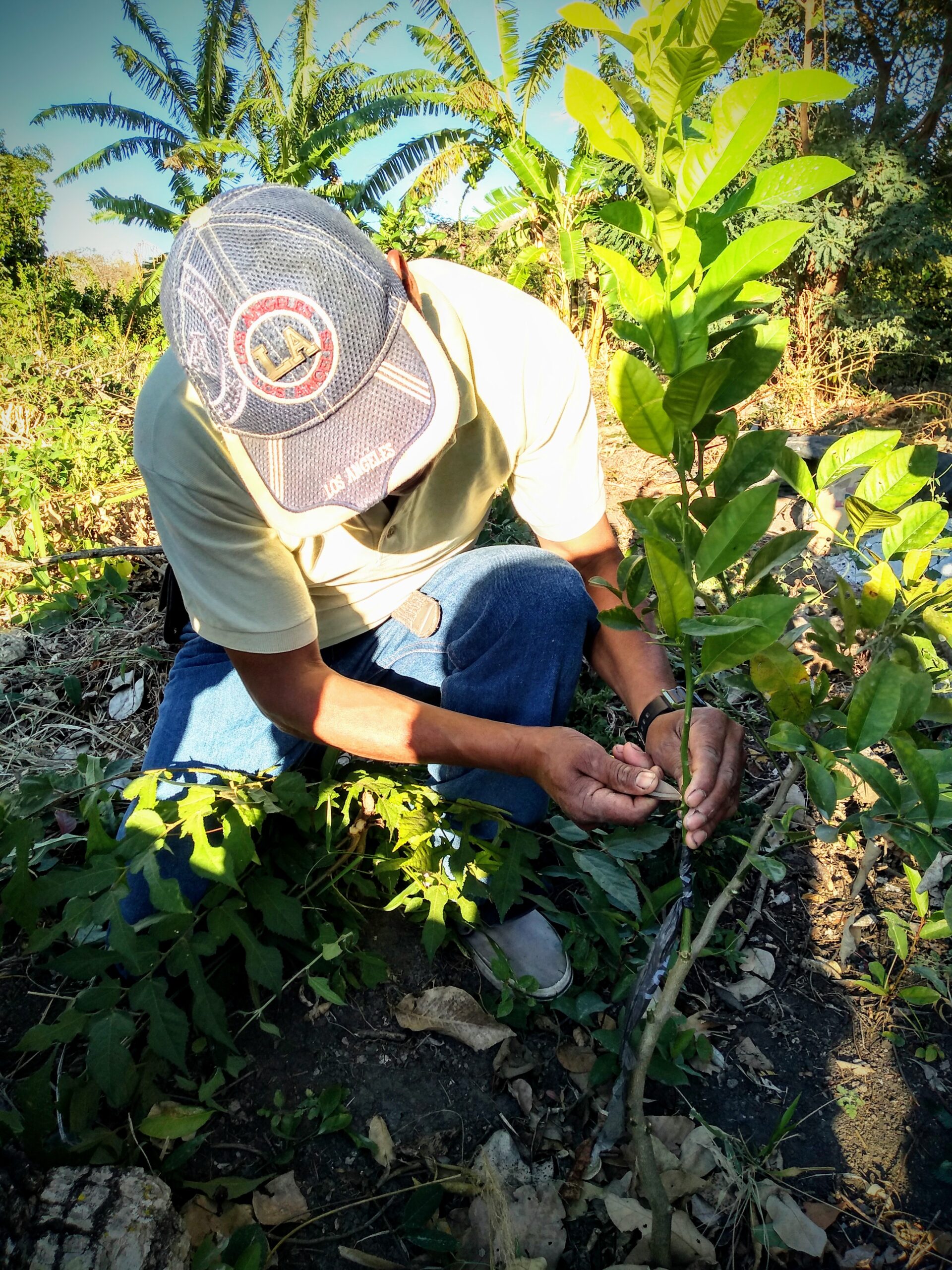 A farmer in Mexico tends to his tomato plants. Part of a blog post on regenerative agriculture in Mexico.