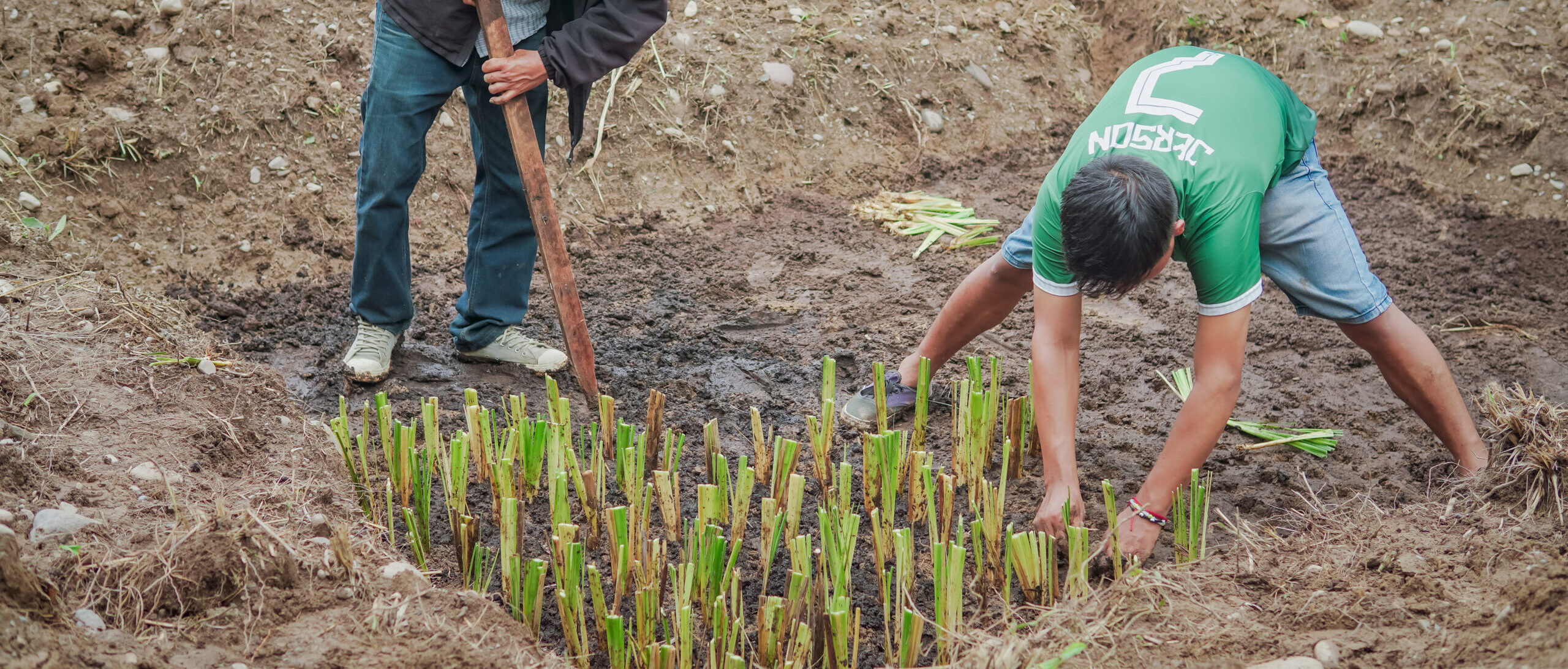 Vetiver Wetlands: A Simple, Nature-Based Solution for Sustainable Coffee Production