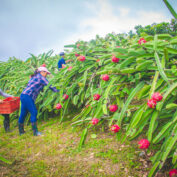 Two women stand in a field in Nicaragua harvesting pitaya.