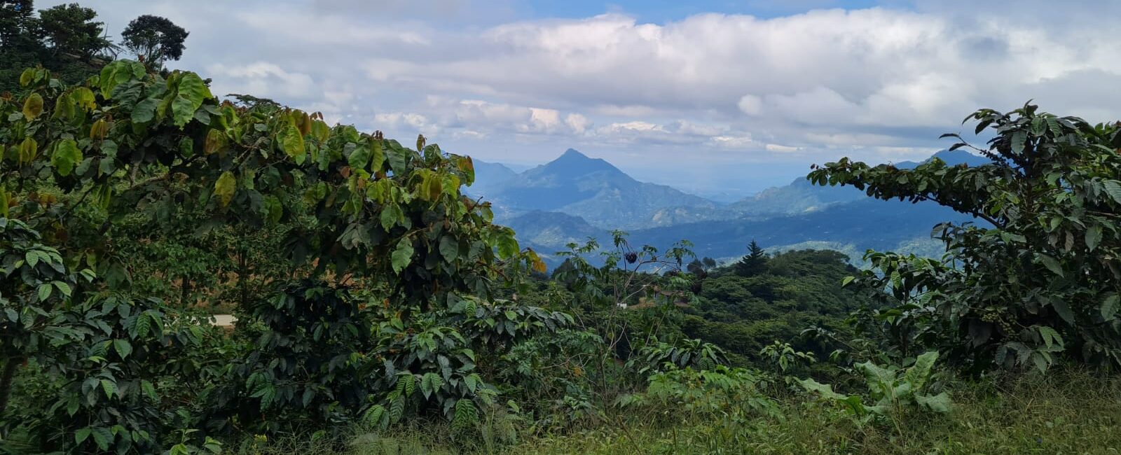 Sustainable Coffee Farming: How Top Working is Shaping the Future of Coffee in Guatemala