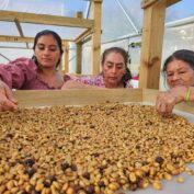 Women from La Brea village, Jutiapa, Guatemala, inspect drying coffee. (TechnoServe / Cristina Molina Hernández)