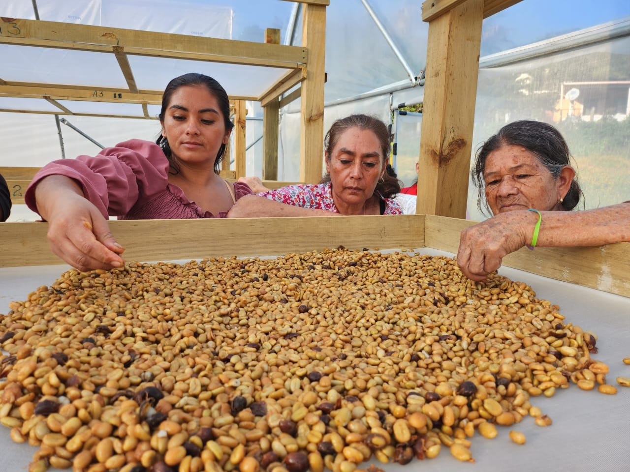 Women from La Brea village, Jutiapa, Guatemala, inspect drying coffee. (TechnoServe / Cristina Molina Hernández)