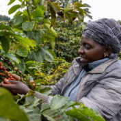 A coffee farmer harvests crops in Kenya