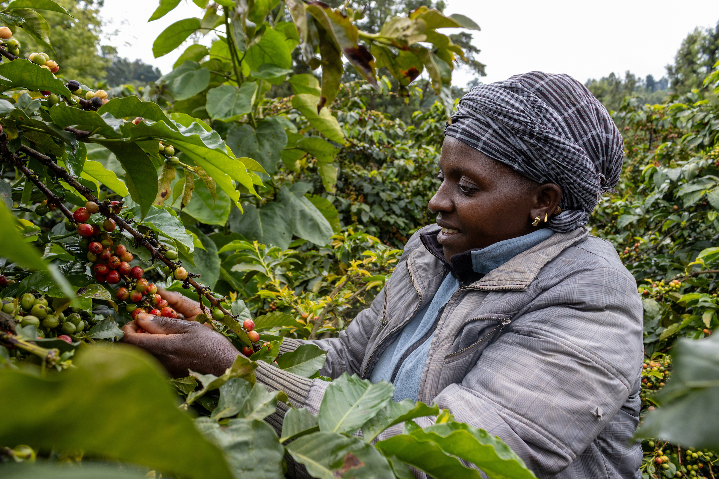 A coffee farmer harvests crops in Kenya