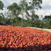 Coffee cherries drying on a rack outside. Part of TechnoServe's January 2025 world news quiz.