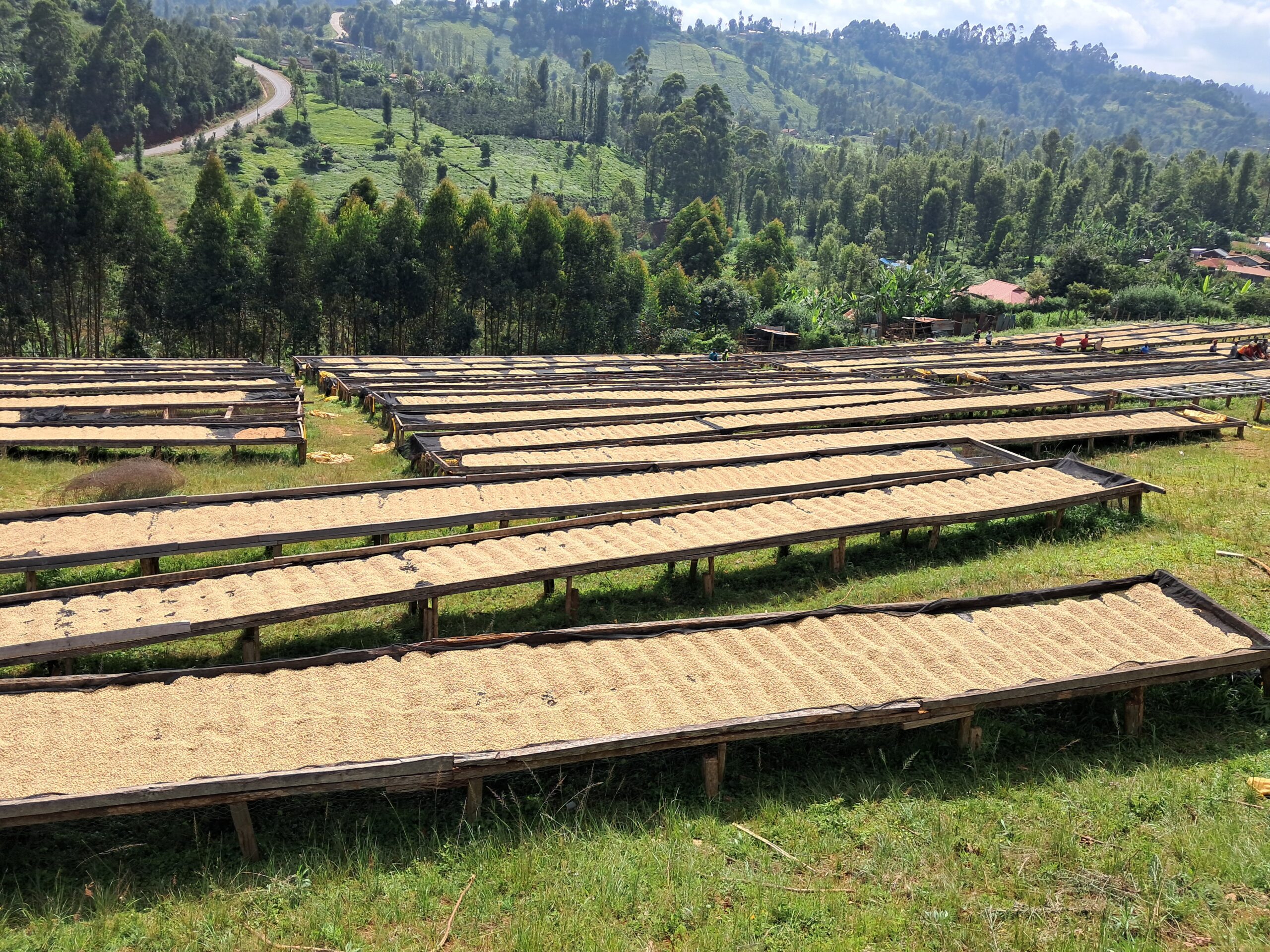 Sustainable Coffee Supply Chains: How Technology is Helping Kenyan Cooperatives Navigate the EU Deforestation Regulation