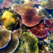 Photo of healthy coral reefs.