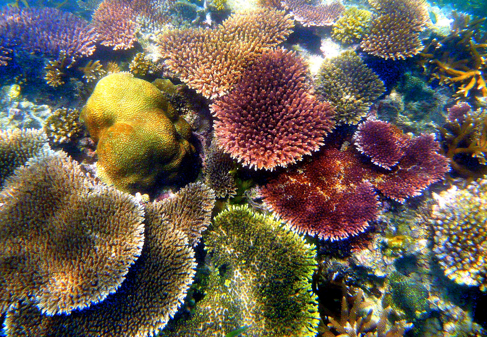 Photo of healthy coral reefs.