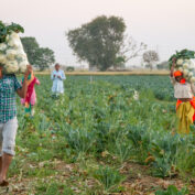 Farmers bring vegetables in from a field in India. Part of a blog post on global poverty.