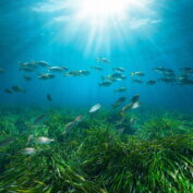 Stock image of fish and seagrass.