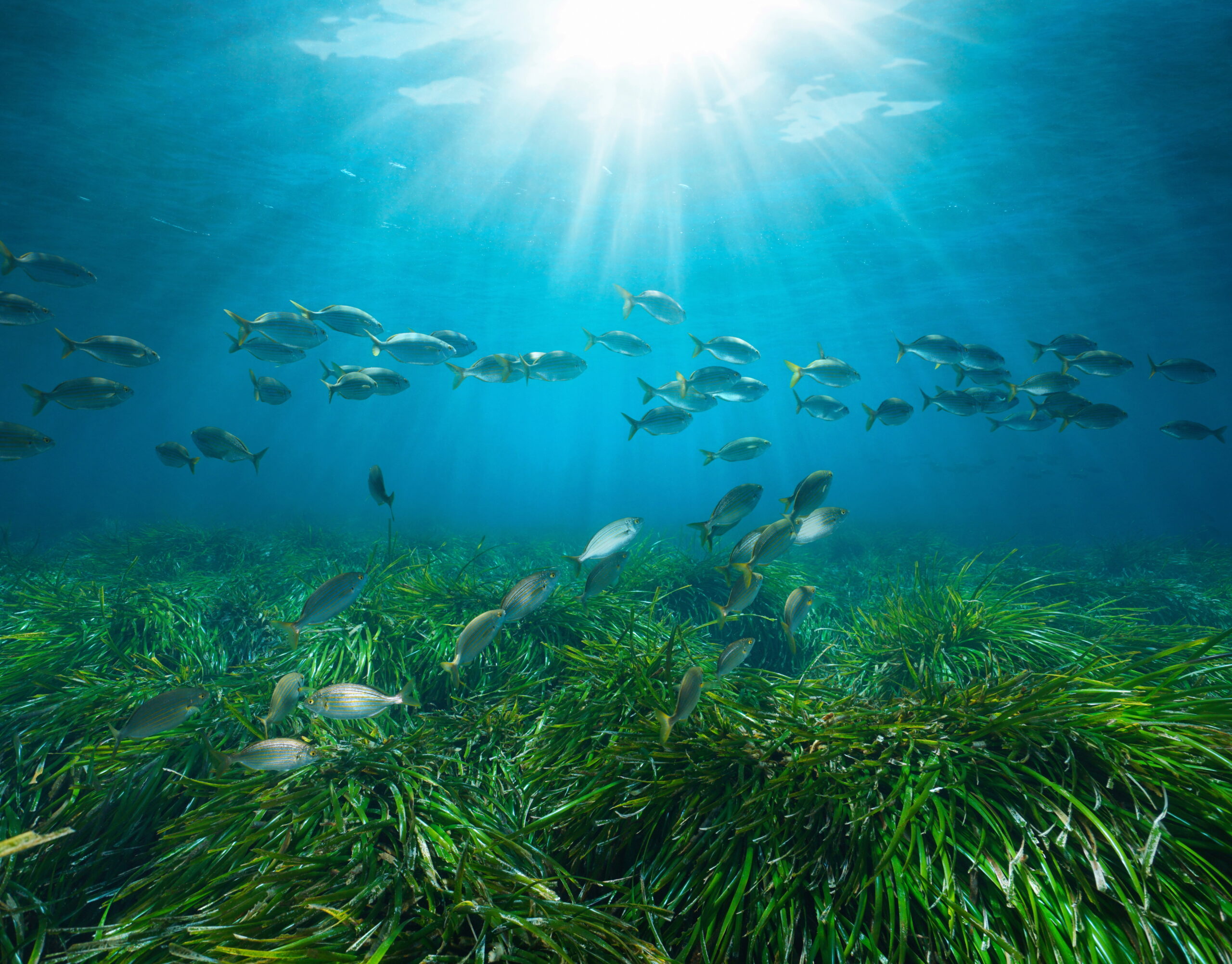 Seagrass Conservation: Boosting Marine Biodiversity and Aquaculture in Kenya