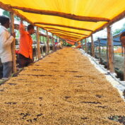 Works at the drying table at Hunda Oli Cooperative in Ethiopa